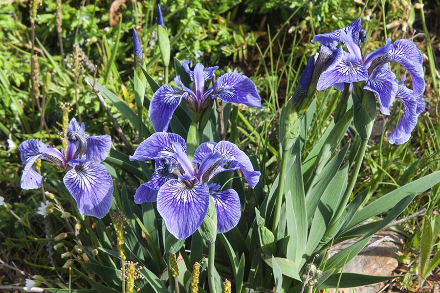 Wild Blue Flags